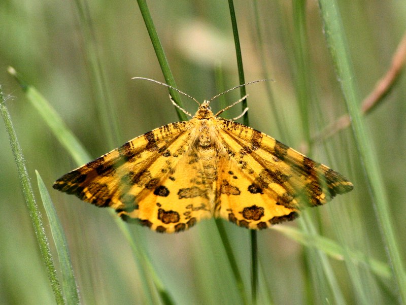 Geometridae da confermare